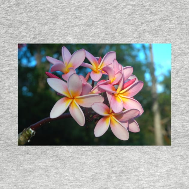 Beautiful Tropical Pink Frangipani Flowers by oknoki